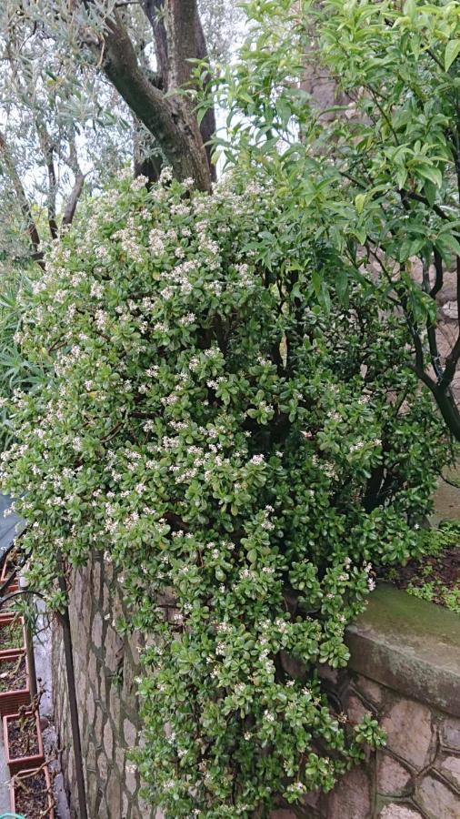 Villa L'Ulivina ソレント エクステリア 写真