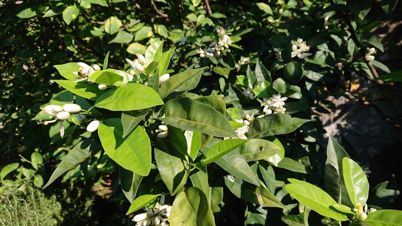 Villa L'Ulivina ソレント エクステリア 写真