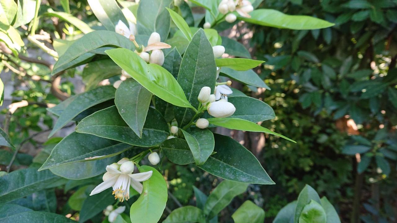 Villa L'Ulivina ソレント エクステリア 写真